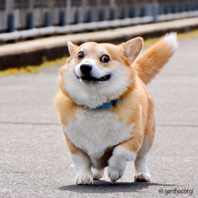 corgi profile pic